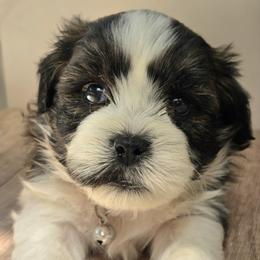 Oliver - Black and white male Shichon puppy in Upland, California from IDREAMOFPUPPIES