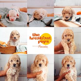 Goldendoodle Puppies from The Breakfast Pups