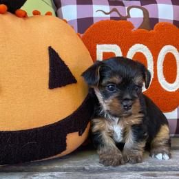 Aspen - female Yorkshire Terrier puppy in Dexter City, Ohio from Harriman's Yorkshire Terriers