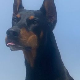 Doberman Pinschers from D'Acres Dobermans