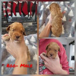 Roo - Red male Cockapoo puppy in Zanesville, Ohio from Oodles of Doodles & Poos