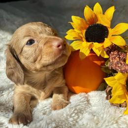 AUTUMN - Cream female Dachshund puppy in Holtwood, Pennsylvania from Holly Hill Dachshunds