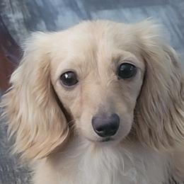 Jolie - Dachshund