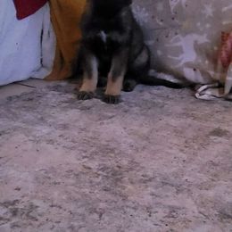 Odom's Arbeits Lied - German Shepherd puppy from Odom's German Shepherds