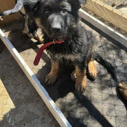 German Shepherd Puppies from Brooks High Quality Breeders