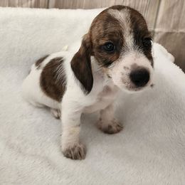 Alice - Piebald female Dachshund puppy in Anaconda, Montana from Williams Family Dachshunds