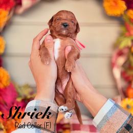Shriek - Red  female Goldendoodle puppy in Mendon, Massachusetts from Comfort & Cuddle Co
