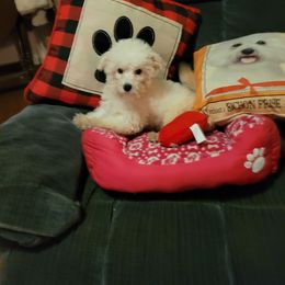 Maisy Mae Stuan - Bichon Frise