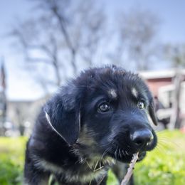 German Shepherd Puppies from Agrestal German Shepherds