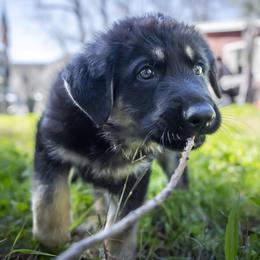 German Shepherd Puppies from Agrestal German Shepherds