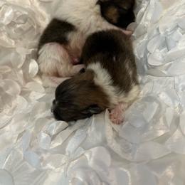 Crumpet - Orange parti male Pomeranian puppy in El Paso, Texas from Texas quality pomeranians