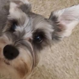 Miniature Schnauzers from Flores Schnauzers