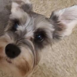 Miniature Schnauzers from Flores Schnauzers