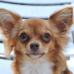 Wren - Chihuahua