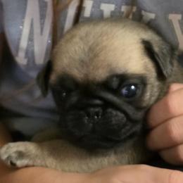 Cookie Man - Fawn male Pug puppy in Arabi, Georgia from Von Webb Pups