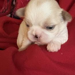 Valentine - Cream and white male Shih Tzu puppy in Mattoon, Illinois from Jenkins Tzu and Poo’s