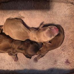 Shaded red - Red male Dachshund puppy in West Plains, Missouri from Spring Creek Dachshunds