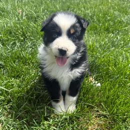 Charlie - Black tri-color female Australian Shepherd puppy in Selah, Washington from Bear Creek Aussies