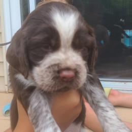 English Springer Spaniel Puppies from Homegrown Springers