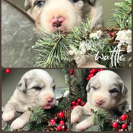 (2) Wattle - Blue merle male Miniature Australian Shepherd puppy in Huntington, Texas from JKKJ Farms