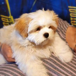 Shih Tzu Puppies from Pure Beauty Shih Tzu Pups