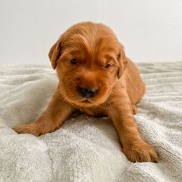 Dewey - Dark golden Golden Retriever puppy in Nampa, Idaho from Redwood Goldens