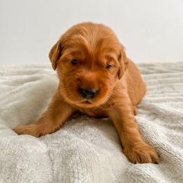 Dewey - Dark golden Golden Retriever puppy in Nampa, Idaho from Redwood Goldens