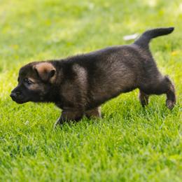 German Shepherd Puppies from Faoladh German Shepherds