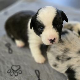 Cardigan Welsh Corgi Puppies from Savage Family Farm