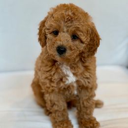 Captain Hook - Apricot male Poodle puppy in Salem, Oregon from Lavish Poodles
