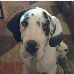 Great Dane and Pug Puppies from Viking Kennel