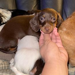 Zuko - Chocolate and tan male Dachshund puppy in Ceres, California from Rockin' M’s LilBitty Dachshunds (LBD)