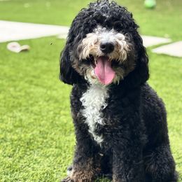 Archie - Bernedoodle