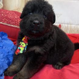 Alberx - Black and red male German Shepherd puppy in Yorkville, Illinois from Vom Archbold Haus World Class German Shepherds