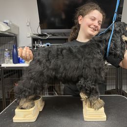 Rumor - Cocker Spaniel