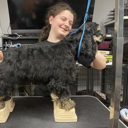 Rumor - Cocker Spaniel