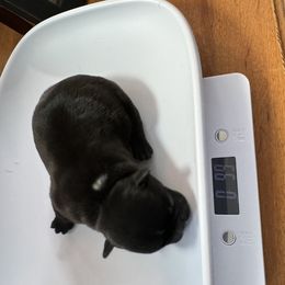 French Bulldog All Grown Up from Pipsters