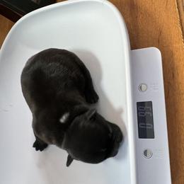 French Bulldog All Grown Up from Pipsters