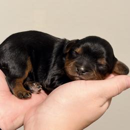 Cavalier King Charles Spaniel and Dachshund Puppies from Cavalier Companions CO.
