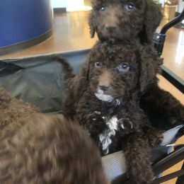 Goldendoodle, Labradoodle, Poodle, and Saint Berdoodle Puppies from Dent’s Doodles