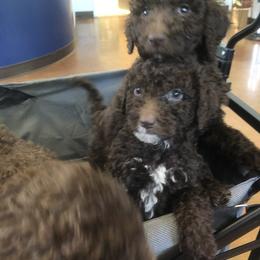 Goldendoodle, Labradoodle, Poodle, and Saint Berdoodle Puppies from Dent’s Doodles