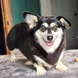 Pickles - Black and tan female Pembroke Welsh Corgi puppy in Charleston, Arkansas from Hilltop Corgis