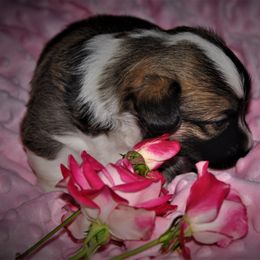 Pembroke Welsh Corgi Puppies from Larrchelle's Corgi's