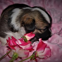 Pembroke Welsh Corgi Puppies from Larrchelle's Corgi's