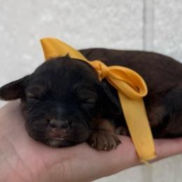 Tinsel - Sable female Cavapoo puppy in Ville Platte, Louisiana from The Barkery