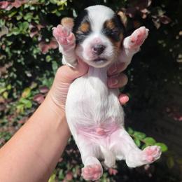 Jax - Parti male Yorkshire Terrier puppy in Lakeland, Florida from You Me & The Yorkies