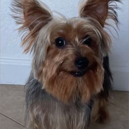 Winston - Black and tan male Yorkshire Terrier puppy in Carencro, Louisiana from Ledet’s Yorkies