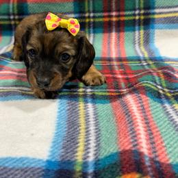Cherry(1800) - Red female Dachshund puppy in Mansfield, Missouri from Owens Farm