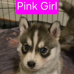 Girl 1 PINK RESERVED - Gray and white female Siberian Husky puppy in Canton, Georgia from Mayhemhuskies