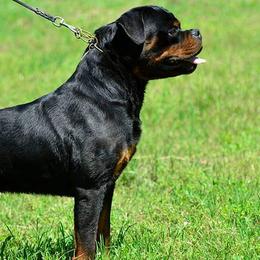 Rottweilers from Templinhaus Rottweilers